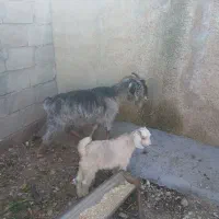 بز بابزغاله..