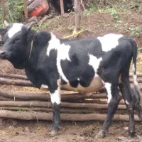 یک راس ورزا کوله اس جنس عروسک