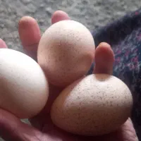 تخم بقلمون نطفه دار