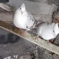 گرده ای|پرنده|دورود, |دیوار