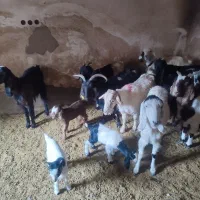 گوسفند بره و بزغاله خوراک خور میش وبز زاییده قوچ