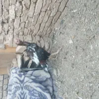 جوجه خروس لاری دنگ بالا|حیوانات مزرعه|نیشابور, شهید جعفری|دیوار