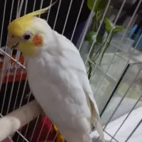 عروس هلندی نر|پرنده|بندر ماهشهر, |دیوار