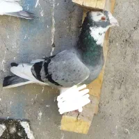 دوتا کبوتر یا کفتر معامله با رنگه