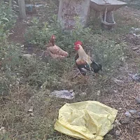 مرغ وخروس