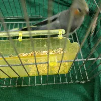 کوتوله و عروس هلندی