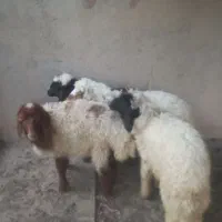گوسفند|حیوانات مزرعه|اهواز, شهرک برق|دیوار