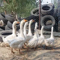 قو غاز سفید