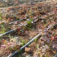 کنده گل رز شاخه بریده یک ساله رقم سامورایی