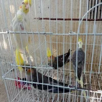 عروس هلندی ۴ عد|پرنده|مینودشت, |دیوار