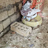 یال نر افشون