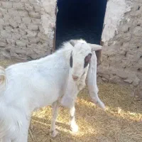 بز  نر|حیوانات مزرعه|هیدوچ, |دیوار