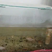 اکواریوم|ماهی|میبد, |دیوار