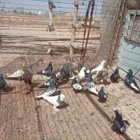 ۲۰ سیندار فروشی