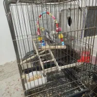 عروس هلندی|پرنده|نورآباد, |دیوار