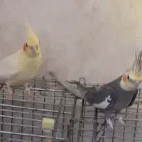 1جفت مولدجوجه دوست بزرگ کن با4تاتخم زیرش|پرنده|قم, انصار‌الحسین|دیوار