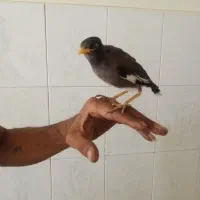 جوجه مینا