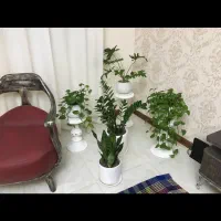 سه عدد پایه گلدان|گل و گیاه طبیعی|شیراز, پودنک|دیوار
