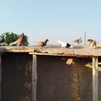کبوتر سینه سیاه کله دمسفید طوقی رنگه ساده پرشی|پرنده|مشهد, موسوی قوچانی|دیوار