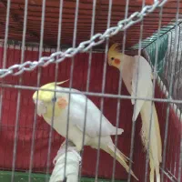 فروش عروس هلندی شیطون بازیگوش