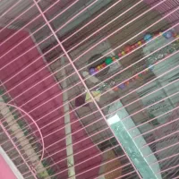 عروس هلندی|پرنده|اصفهان, فروردین|دیوار