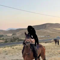اسب نریان 7ساله