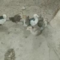 ۷تاجوجه گلین