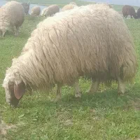قوچ سنجابی