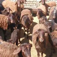 میش بره