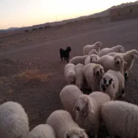 بره نر و ماده مناسب داشت و پرواری و کشتن|حیوانات مزرعه|جلگه ماژان, |دیوار