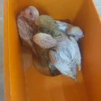 جوجه مرغ عشق ۴ تا