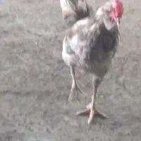 سه عدد خروس گلین