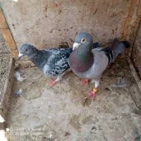 سه جفت نر و ماده مسافتی