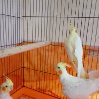 عروس لیتینو