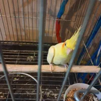 عروس هلندی مولد|پرنده|تهران, آذربایجان|دیوار