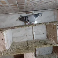 سلام یک عددکبوترسده   امری ۳۰۰