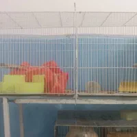 یک قفس  جوجه پران نو 450|لوازم جانبی حیوانات|بیرجند, |دیوار