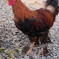 خروس مرغ لاری برهما
