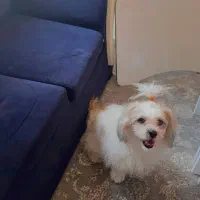 واگذاری سگ شیتزو|سگ|بیرجند, |دیوار