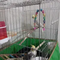 جوجه عروس هلندی یا جفت عروس هلندی‌دستی و سخنگو