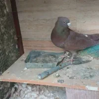 کفتر گلی دمسفید کلایی