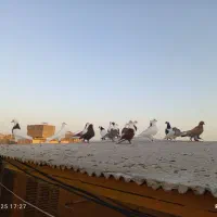 کفتر رنگی|پرنده|قم, دروازه ری|دیوار