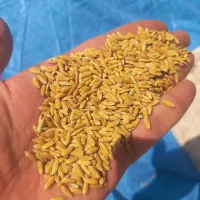 فروش شلتوک نو