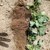 فروش نهال توت فرنگی به صورت ریشه لخت|خدمات باغبانی و درختکاری|اندیمشک, |دیوار