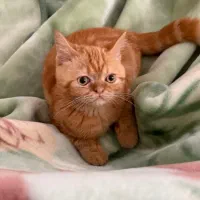 جفت زدن گربه بریتیش