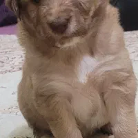 توله سگ میکس ماده پدرمادردار، ۵پشت نگهبان|سگ|ورامین, ورامین|دیوار