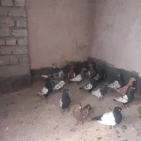 کبوتر سینه کله