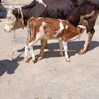 گاو
