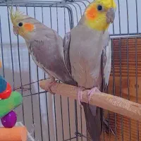 پرنده|پرنده|بومهن, |دیوار