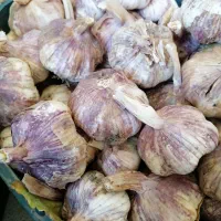 سیر زنجان وهمدان|خوردنی و آشامیدنی|شیراز, شهرک نیروی انتظامی|دیوار